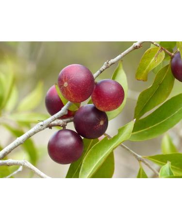  Panaxplus Die Kraft der Natur Cam Cam Powder (500 g) - Buy Online on GoSupps.com