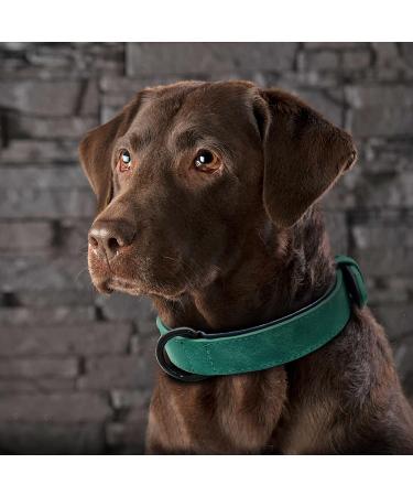 Didog Soft Padded Leather Dog Collar for Medium & Large Dogs - Adjustable Durable Rust-Free Buckle Green (M: 27-33 cm) - Buy Online on GoSupps.com