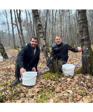  Les Producteurs d'abord Pack of 3 Organic Birch Sap - 100% Natural Detox Drink - France - 1L Bottle - Buy Online on GoSupps.com