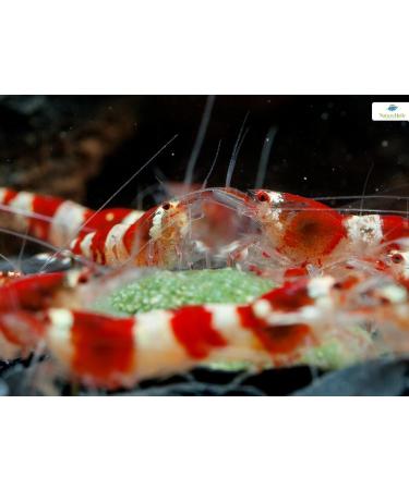 NatureHolic - MainPudding - Shrimp Food - Complete Invertebrate Food - Popular Soft Consistency - Gently Made - 50ml - Buy Online on GoSupps.com