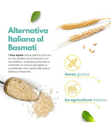 Ferrari Arrighetti Apollo Italian Rice 1 kg Glutenfree & Naturally Fragrant Healthy Basmati Alternative Authentic from Piedmont Italy Ideal with Fish Meat & Vegetables - Buy Online on GoSupps.com