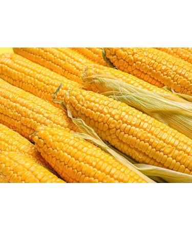 Organic Old Fashioned Cornmeal 2.5 Pounds - Non-GMO Whole Grain Meal - Vegan & Kosher - Made in USA - Great for Baking Cornbread, Pancakes, & Tortillas - Buy Online on GoSupps.com