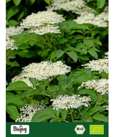  Biojoy Biojoy Organic black elderberry flowers (500g) dried and cut ideal for infusion (Sambucus nigra) - Buy Online on GoSupps.com