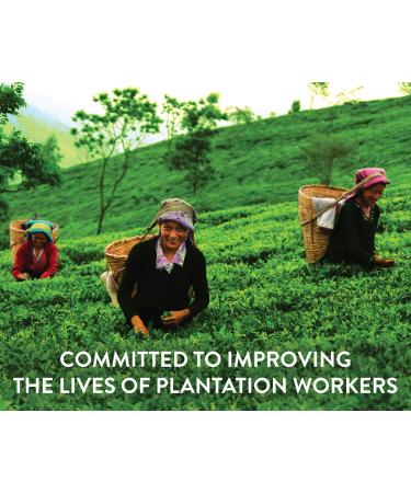 Teamonk Tapas Organic Darjeeling Oolong Tea Loose Leaf (5.3 oz) - 75 Cups, Fat Burn & Metabolism Boost - USDA Certified - 5.2 oz (Pack of 1) - Buy Online on GoSupps.com