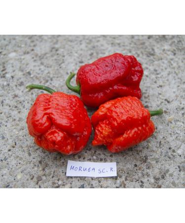 Portal Cool Nero Mustard: C. chinense Peperoncino Reaper Nero fantasma Pepper Ecc Chili Semi 20+ Pz - Buy Online on GoSupps.com