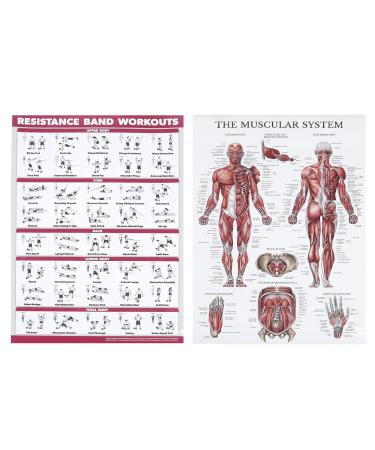 Saluaqui fitness workout poster resistance band training posters and muscle system anatomy poster for the gym at home effective all-off exercise clear pictures for