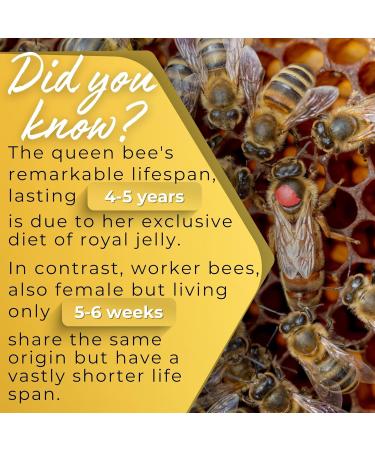 HONEYBEEZONE-Royal Jelly Capsules 500 mg Energy Glowing Skin and Brain Booster Supplement | Non-GMO Gluten-Free 60 Easy-to-Swallow Veggie Capsules - Buy Online on GoSupps.com