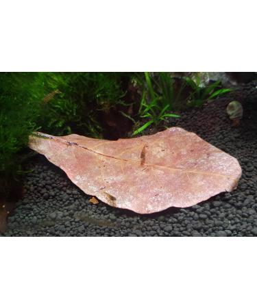 Garnelen4you Sea Almond Leaves | Premium Feed & Water Treatment for Shrimp Fish Crabs & Snails | 40 Pieces | Eco-Friendly Packaging - Buy Online on GoSupps.com