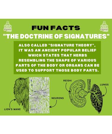 Hybrid Herbs Shilajit Resin - 100% Natural & Genuine Immunity Support Supplement | Rich in Minerals, Fulvic Acid | 226 Servings (113g) - Buy Online on GoSupps.com