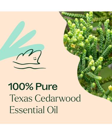 Plant Therapy Texas Cedarwood Essential Oil 30 mL (1 oz) 100% Pure Undiluted Aromatherapy for Mood Support and Clear Breathing Cedarwood 1 Fl Oz (Pack of 1) - Buy Online on GoSupps.com
