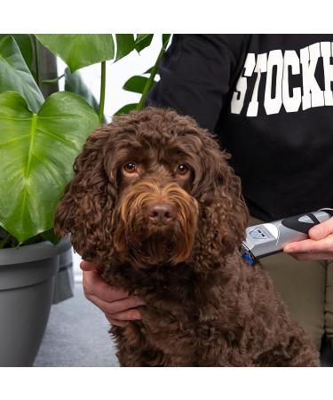 Masterclip Dog Clippers for Cockapoo Cavapoo Cavachon Labradoodle & Poodle. Mains Powered Dog Clippers with #10 & 3mm 6mm 10mm 13mm Comb Guides - Buy Online on GoSupps.com
