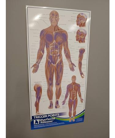 Triggerpoint Anatomy Card - Essential Office Work Poster for Massage Therapists Physiotherapists & Trainers | Pressure Point Pain Reference - Buy Online on GoSupps.com