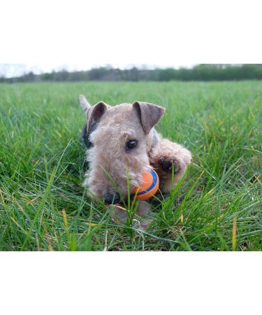 Chuckit! Ultra Ball Dog Toy - Durable Rubber High Jumping Floating | 3-Pack Medium - Perfect for All Dogs - Buy Online on GoSupps.com