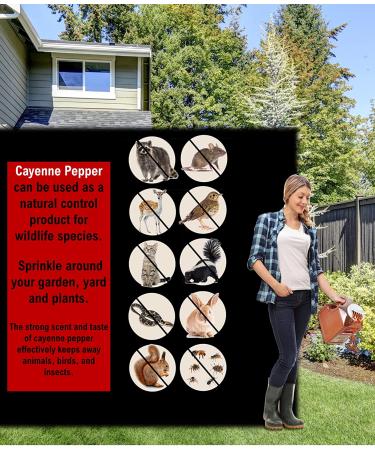 Cayenne Pepper Powder Bulk 5 LB - All-Natural Red Pepper Spice - 50,000 SHU Heat - Ideal for Commercial and Home Cooking - 5 Pound Pack - Buy Online on GoSupps.com