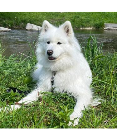 PUJA Grain Free Dry Dog Food with Chicken Banana Potatoes and Thyme Premium Food Grade 1kg Suitable for All Dogs - Buy Online on GoSupps.com