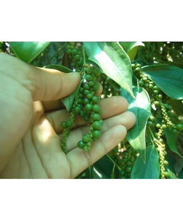 Buy Vinativo Tellicherry Bio Black Peppercorns 500g - Premium Quality for Mills - International Shipping - Buy Online on GoSupps.com