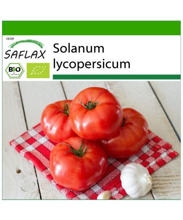 SAFLAX - ORGANIC - Tomato - Saint-Pierre - 15 seeds - With aseptic growing medium - Solanum lycopersicum