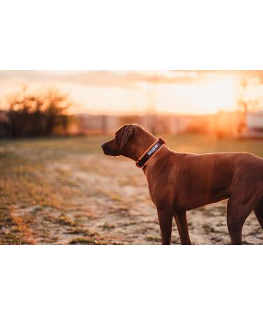 Shop Julius-K9 200HA-K-OR-2015 Color & Gray Dog Collar with Handle - 50mm (49-70cm) Orange Gray - International Shipping Available - Buy Online on GoSupps.com