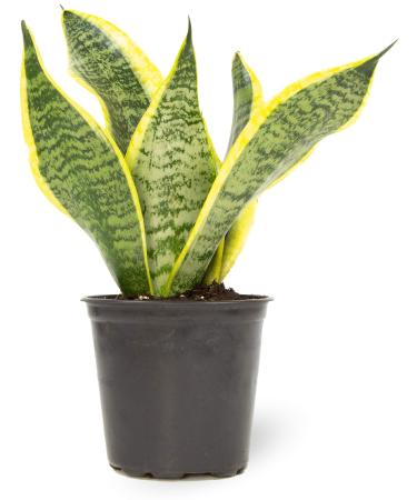 Live Snake Plant, Sansevieria trifasciata Superba, Fully Rooted Indoor House Plant in Pot, Mother in Law Tongue Sansevieria Plant, Potted Succulent Plant, Houseplant in Potting Soil by Plants for Pets Sansevieria Superba S