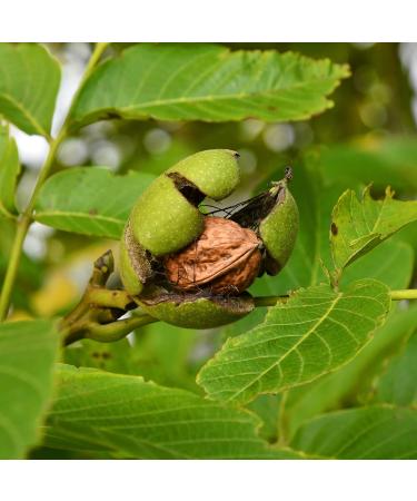 Buy Boomers Gourmet Fresh Walnuts in Shell 36mm+ | Premium Quality 1kg from Chile | New Harvest 2023 | International Shipping Available - Buy Online on GoSupps.com