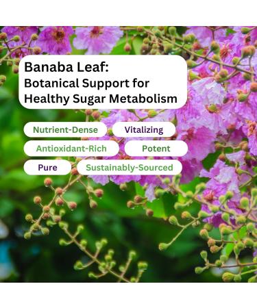 Paradise Herbs Banaba Leaf 12:1 Concentrated Extract 250 mg Vegan Gluten-Free Non-GMO 60 Capsules 60 Count (Pack of 1) - Buy Online on GoSupps.com