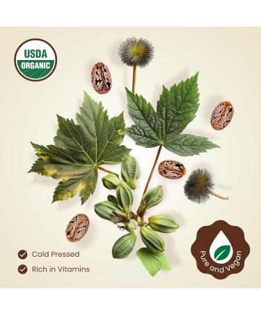 BodyJ4You Castor Oil Jojoba Oil Bundle - USDA Certified Organic Pure Oils - Face Hair Skin Beard Nail Care - Cold Pressed Non-GMO Hexane Free Carrier Oils - Castor 4 Fl Oz - Jojoba 2 Fl Oz - Buy Online on GoSupps.com