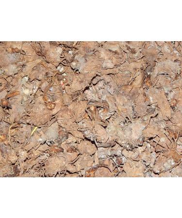 deal Dry Kali Haldi Black Turmeric Sprouting Seed for Pooja 7Pcs 50g Zarambad E zhu Curcuma zerumbet Roxb Shati Puthupalashika Narkachoor Turmaric Curcumin Narkachur Kali Haldi Nar Kachur Nar Kachoor Black Turmeric Haridra kali haldi narkachur kachur- kac - Buy Online on GoSupps.com