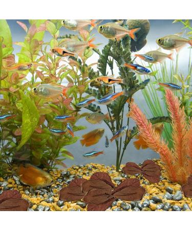 Catappa Leaves for Hermit Crabs Natural Safe Indians Almond Leaves as Hiding Catappa Indians Almond Leaves for Fish Tank Pond & Aquariums Shakven - Buy Online on GoSupps.com