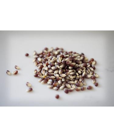 Amish Country Purple Popcorn Kernels - 6 lb Bag | Non-GMO & Gluten Free | Old Fashioned, Whole Grain Snack | 6 Pound Pack - Buy Online on GoSupps.com