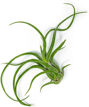 3 Giant Tillandsia Caput Medusae Air Plants - 6-8 inch - Live Indoor House Plants for Terrariums - Buy Online on GoSupps.com