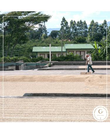 Organic Costa Rican Tarrazu Green Coffee Beans - Grand Parade Coffee 3 lb Unroasted - La Amistad Single Origin - Buy Online on GoSupps.com