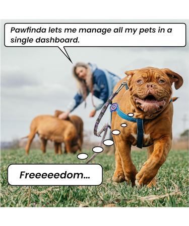 Pawfinda II AI Next Gen AI Digital Personalised Cat Dog Pet Engraved ID Tag with CONTACTLESS NFC and QR Code Technology Now with PawVoice AI. UK Developed Designed and Supported. Flash Paw - Buy Online on GoSupps.com