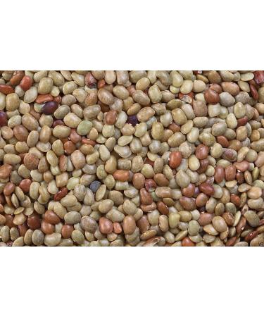 500 Horse Gram Bean Seed (Indian Kulthi) Macrotyloma Uniflorum- Organic Untreated