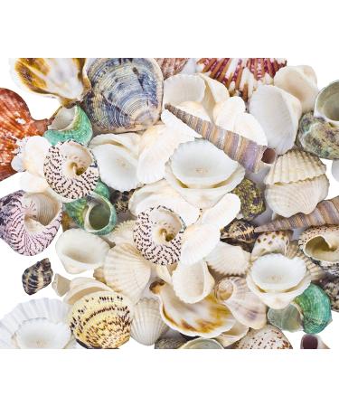 8085pcs Sea Shells Mixed Beach Seashells for Beach Theme Party Wedding Decorations DIY Crafts Candle Making Fish Tank Vase Fillers Home Decorations Supplies - Buy Online on GoSupps.com