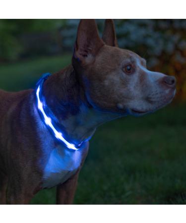 Blazin LED Light Up Dog Collar - 1,000 Feet of Visibility - Brightest for Night Safety - USB Rechargeable with Water Resistant Glowing Dog Collar Light Large (Pack of 1) Blue