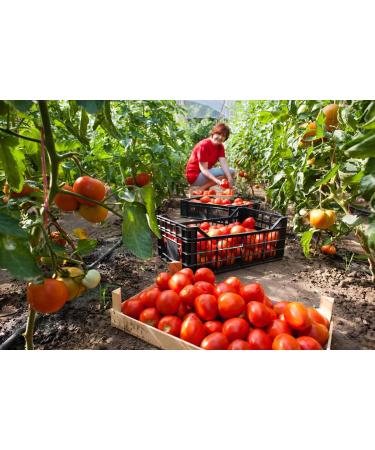SAFLAX - ORGANIC - Tomato - Saint-Pierre - 15 seeds - With aseptic growing medium - Solanum lycopersicum - Buy Online on GoSupps.com