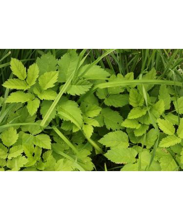 Ground Elder Herb Tea | Aegopodium Podagraria L | gopode Podagraire Herbe Tisane | Health Embassy (100g) - Buy Online on GoSupps.com