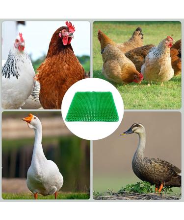 8 PCS Chicken Nest Box Pads - Washable Reusable Egg Laying Nest Liners, Ducks Supplies, Comfortable Coops Accessories - GREEN - Buy Online on GoSupps.com