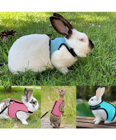 Adjustable Rabbit Dishes & Leash Set for Small Animals 2 Pieces in Blue & Pink | Perfect for Rabbits Hares Hamsters & Cats | Outdoor Use - Buy Online on GoSupps.com