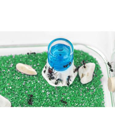 AntHouse - Natural Sand Anthill | Basic Kit (Sandwich + Drilling Box) | Ants Included - Buy Online on GoSupps.com