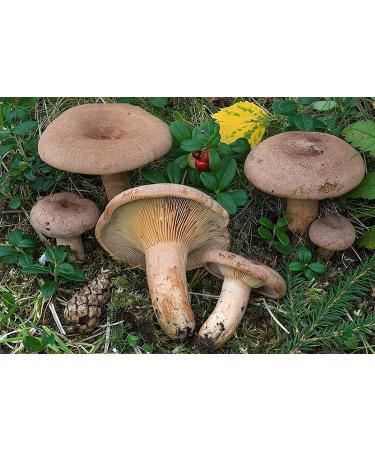 The Greek Fenugy Milk Cap Mushroom (Lacarius Helvus) Michelio Spawn Semi Dried (10g) - Buy Online on GoSupps.com