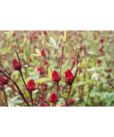 Buy Organic Dried Hibiscus Flowers 500g - Premium Hibiscus Tea - 100% Natural & Cultivated - Biocontor - Buy Online on GoSupps.com