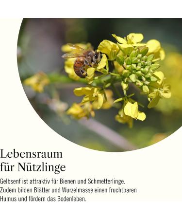 Martenbrown Yellow Mustard 10 kg Whole Grains | Yellow Mustard Seed for Green Manure | Whole White Mustard - Buy Online on GoSupps.com