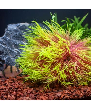 Buy TAOMYPETS Pink Yellow Plastic Aquarium Plants & Coral Reef Ornaments - Best Aquarium Decor for International Shipping - Buy Online on GoSupps.com