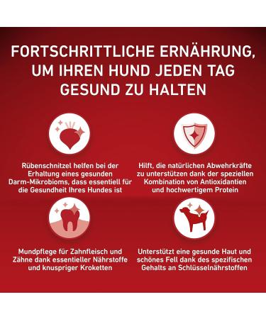 PURINA ONE Mini/S Dry Food for Small Dogs Rich in Beef and Rice 8 x 800 g 8 Cans - Buy Online on GoSupps.com