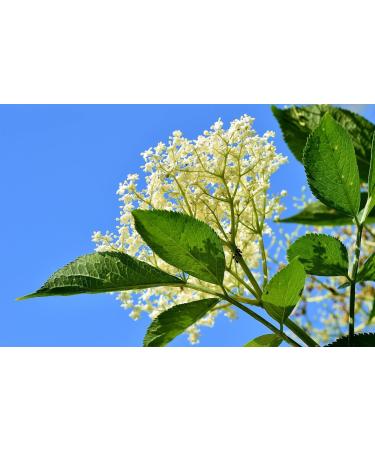 Elderflower Jelly Natural Clean - Darbo 2x640g | Premium Refreshing Bread Spread for Cakes & Breakfast - Buy Online on GoSupps.com