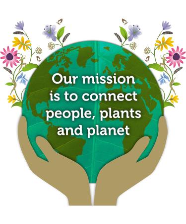 Pukka Clean Matcha Green Tea - 20 Sachets | Organic Detox Blend - Buy Online on GoSupps.com