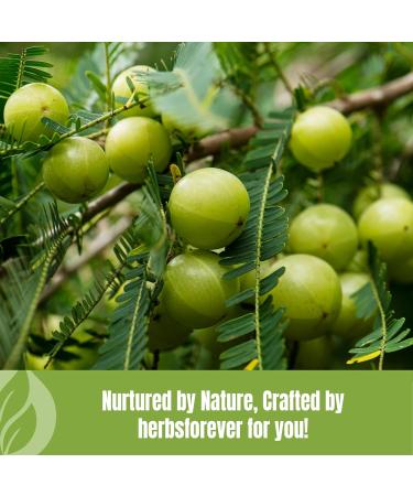 HerbsForever Amla Fruit (Seasonal Fresh No Seeds) Indian Gooseberry-SUPERFOOD ANTIOXIDANTS Vitamin C | Wild Harvested -Non GMO Vegan- 2X Potency | Ultra Clean | Steam Sterilized|16oz-1LBS|BPA Free 454_GMS - Buy Online on GoSupps.com
