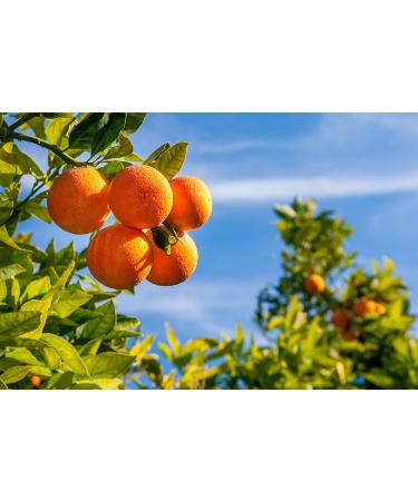 Baronessa Cali Tarocco Sicilian Blood Red Orange Body Wash - 16 fl oz - Clean, Refreshing, Invigorating - Buy Online on GoSupps.com