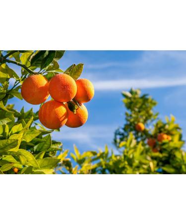 Baronessa Cali Tarocco Sicilian Blood Red Orange Hand Wash - 16 Oz | Clean Refreshing & Invigorating - International Shipping Available - Buy Online on GoSupps.com